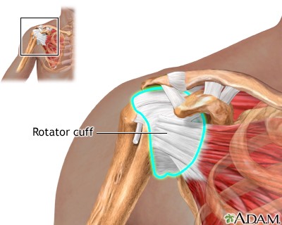 Anatomy picture of the rotator cuff muscles of the shoulder
