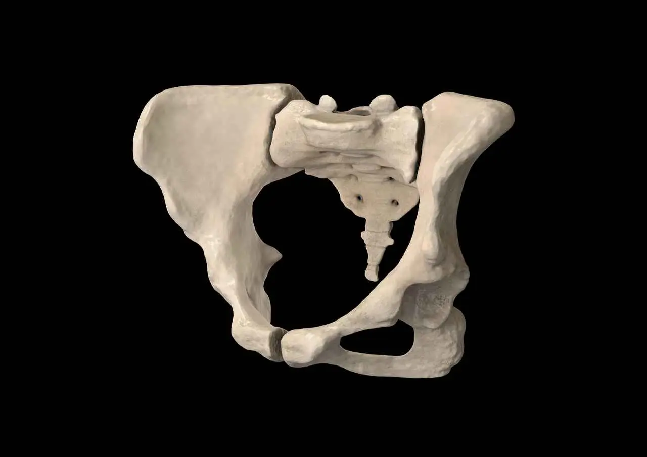 Pelvic floor