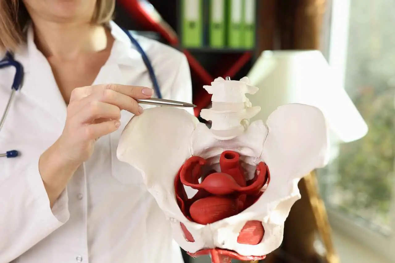 prenatal pelvic floor
